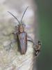 Donacia vulgaris